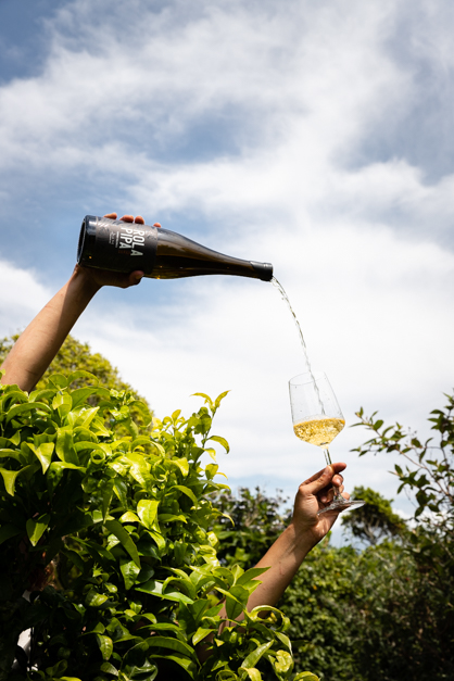 Two hands appearing from a bush holding a gladd of wine and its bottle and throwing the liquid between them